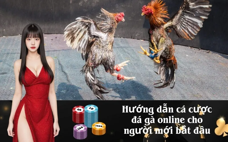 Hướng dẫn cá cược đá gà online cho người mới bắt đầu