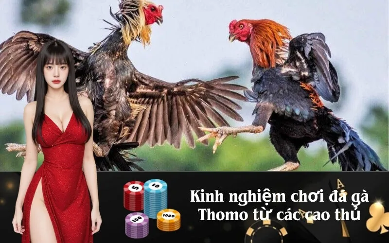 Kinh nghiệm chơi đá gà Thomo từ các cao thủ