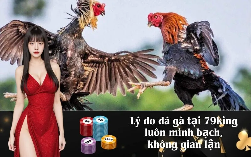 Lý do đá gà tại 79king luôn minh bạch, không gian lận